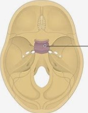 <p>What bone structure is the arrow pointing to?</p>