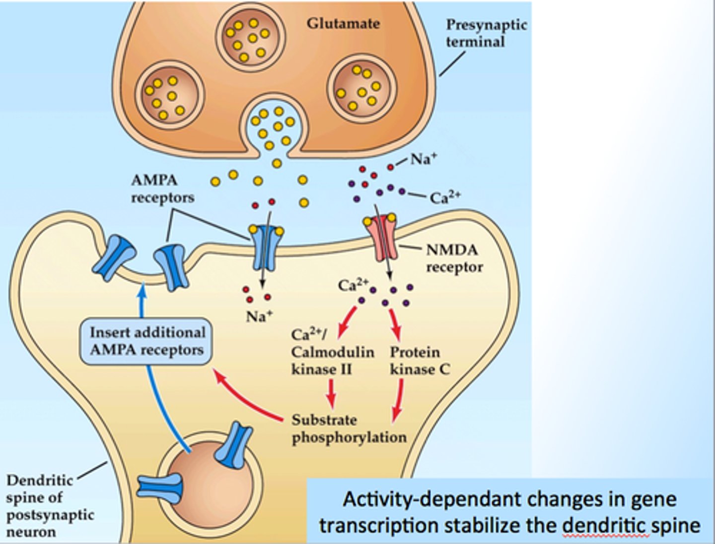 <p>Proteins on the cell surface where neurotransmitters attach, vary in shape, with different shapes "matching" different neurotransmitters.</p>
