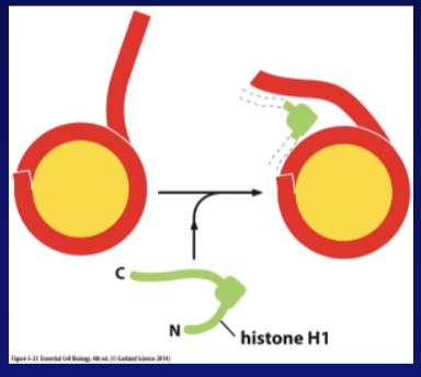 <p>Further packing of the nucleosome relies on ______ ___ which pulls nucleosomes together </p>