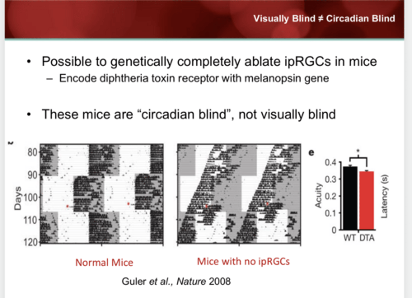 <p>What is the result of ablating ipRGCs in the retina?</p>