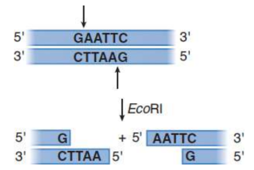 <p>enzymes that recognize specific (typically palindromic) double-stranded DNA sequences and cut through the backbones of the double helix; orginally found in bacteria; some leave offset ‘sticky’ ends, others leave blunt ends</p>