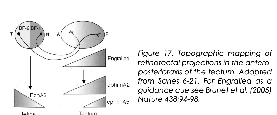 <ul><li><p>Due to the expression profile of En (Engrailed)</p></li><li><p>Indeed this has been proven</p></li><li><p>therefore shows how the TF is setting up these gradients</p></li></ul><p></p>