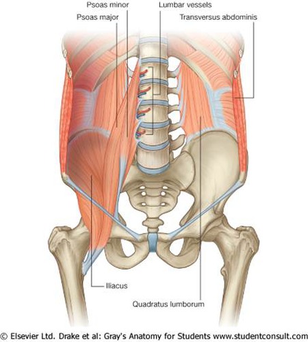 <p>compress and support abdominal viscera; flex and rotate trunk</p><p>thoracoabdominal nerve T7-T11; subcostal nerve, and L1</p>