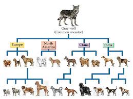 <p><span>An organism from which two or more different species are thought to have evolved</span></p>