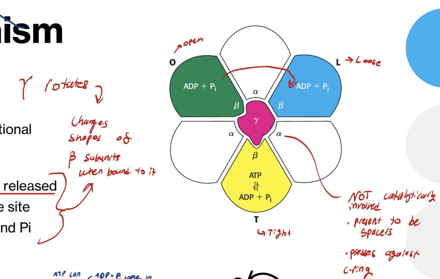 <p>O (open)</p><ul><li><p>Nucleotides and Pi can enter</p></li></ul><p>L (Loose)</p><ul><li><p>Nucleotides and Pi trapped inside the active site</p></li></ul><p>T (tight)</p><ul><li><p>ADP and Pi compressed together forming ATP</p></li></ul><p></p><p>Conformation change between subunits caused by Gamma subunit rotation</p><p></p>