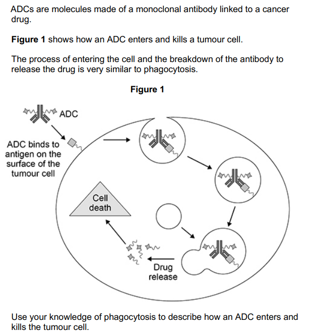 <p>ADCs are molecules made of a monoclonal antibody linked to cancer drug. The process of entering the cell and the breakdown of the antibody to release the drug is very similar to phagocytosis. </p><p>Use your knowledge of phagocytosis to describe how an ADC enters and kills the tumour cell. (3)</p>