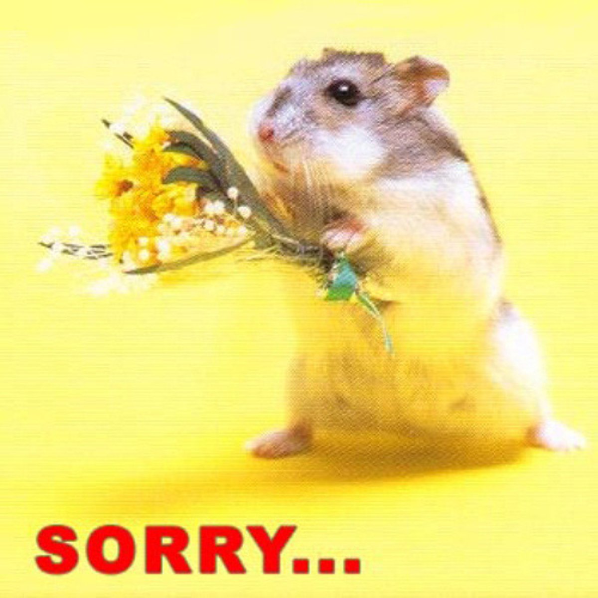 <p>I'm sorry</p>