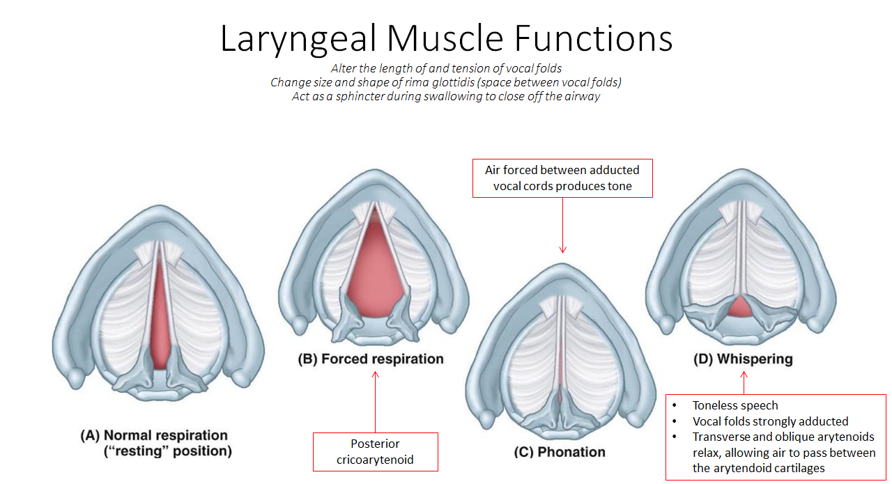 <ul><li><p><strong>Forced respiration</strong>: <strong>Posterior cricoarytenoids</strong> abduct vocal folds</p></li><li><p><strong>Phonation</strong>: <strong>Adducted vocal folds</strong> vibrate to produce tone</p></li><li><p><strong>Whispering</strong>: <strong>Vocal folds adduct</strong>, but <strong>arytenoids stay apart</strong> to allow airflow without tone</p></li></ul><p></p>