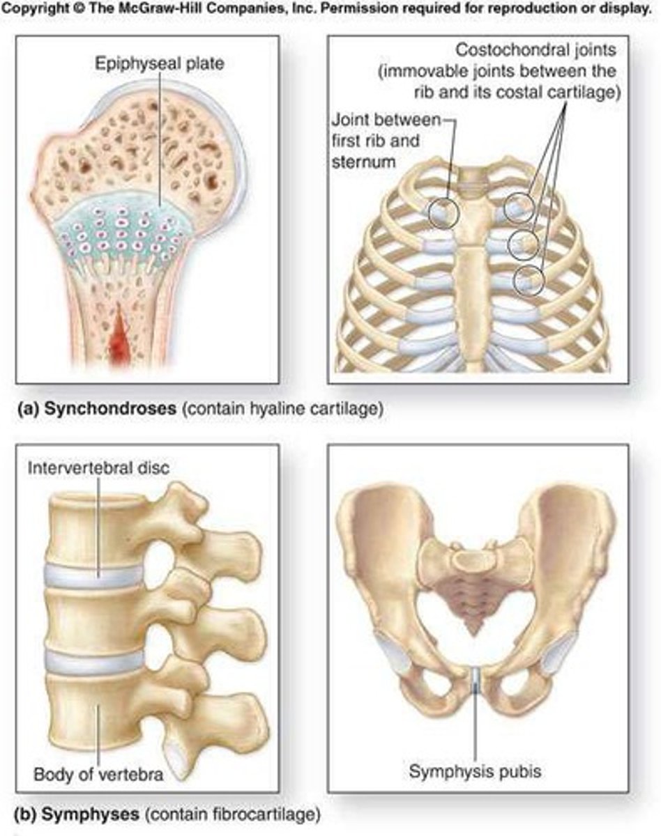 <p>Synchondroses and symphyses.</p>