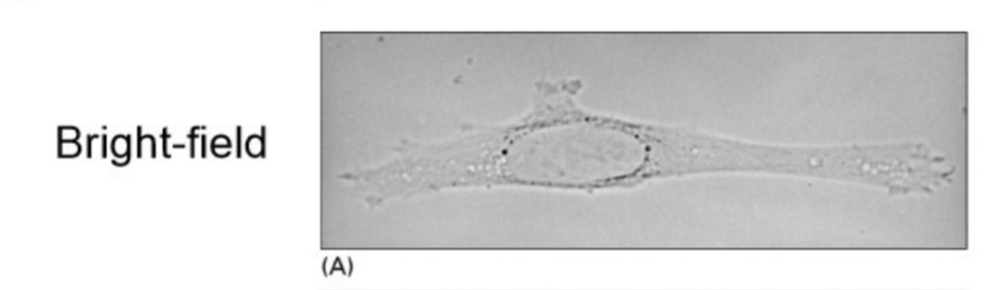 <ul><li><p>Because cells are transparent:</p><ul><li><p>Fix cells: chemically treat cells, making holes in the membrane to make them more permeable to dyes and antibodies (Ab)</p></li><li><p>Stain cells: dyes and antibodies </p></li></ul></li></ul><p></p>