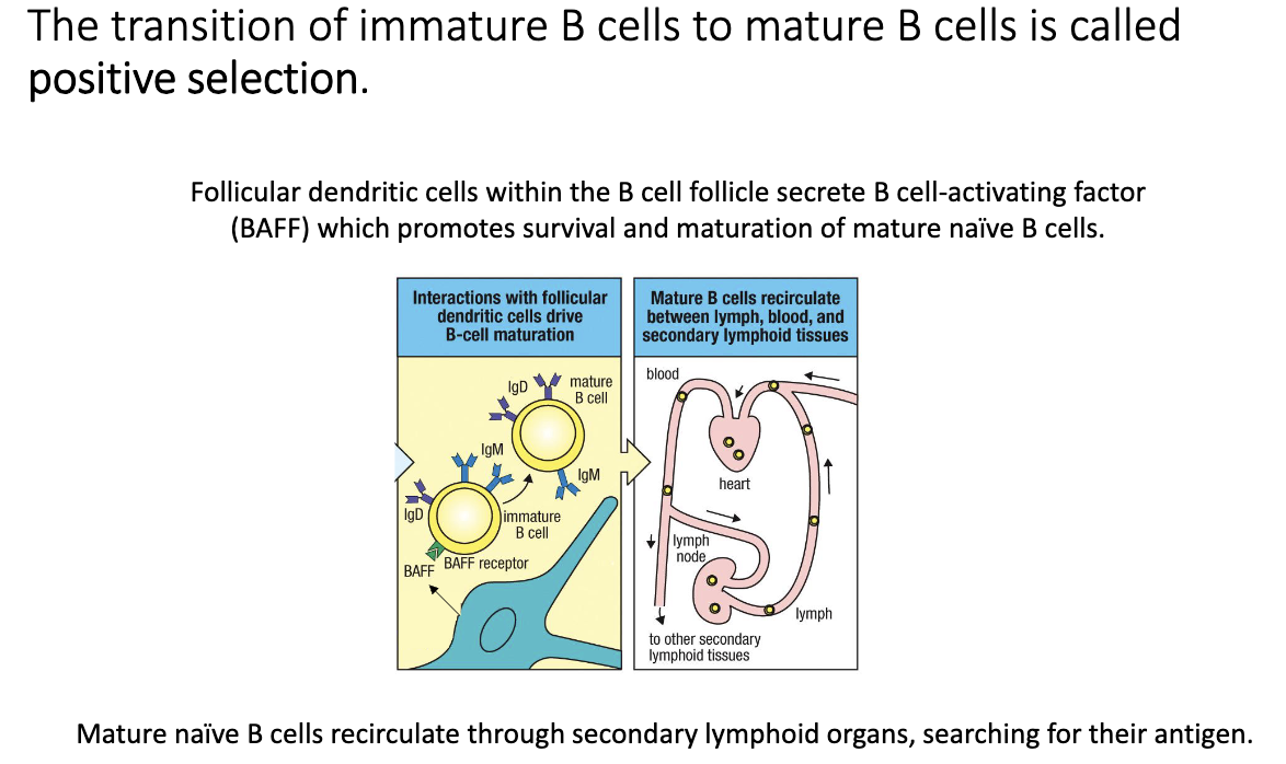 <ul><li><p>Follicular dendritic cells (FDCs) secrete <strong>BAFF (B-cell activating factor)</strong>.</p></li><li><p>B cell must:</p><ul><li><p>Enter follicle via HEV</p></li><li><p><strong>Bind BAFF</strong></p></li></ul></li><li><p>Cells that achieve both (better than competitors) mature into <strong>ready-to-activate naïve B cells</strong>.</p></li><li><p>Mature naïve B cells circulate through <strong>lymph nodes, spleen, Peyer’s patches</strong>, and blood searching for antigen.</p></li></ul><p></p>