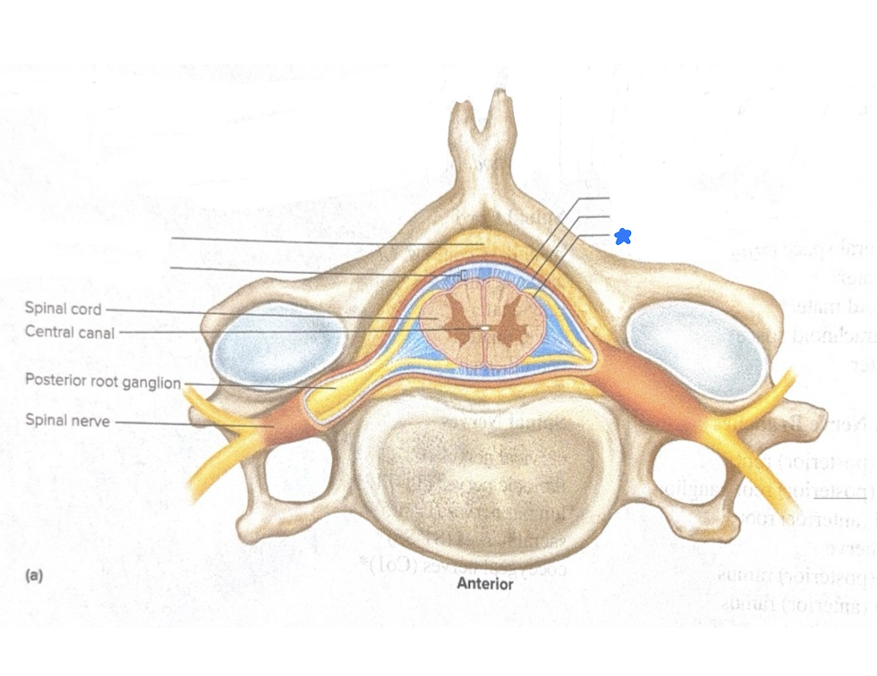 <p>Name what is starred in blue</p>