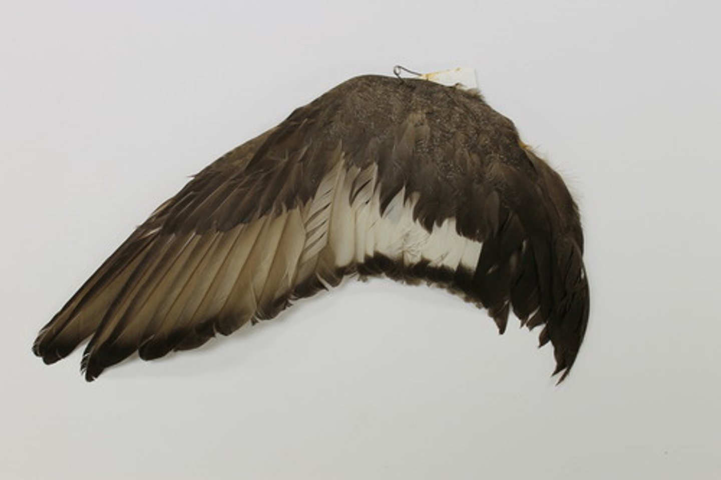 <ul><li><p><span style="background-color: transparent;">breeding range up to boreal forest, omnivores- BUT HEAVY MOLLUSCS AND FISH (ANIMAL SIDE);&nbsp;</span></p></li></ul><p></p>