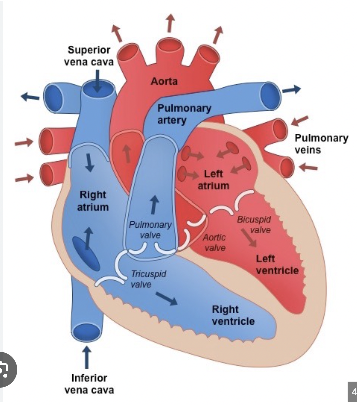 <p>Explain the circulation of blood throughout the heart</p>