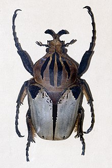 <p>aka the “chief” goliath beetle. males: 2.0-3.9 in, generally iridescent; females: 2.3, 3.1 in, white + lacks iridescence. distributed widely through western Africa</p>