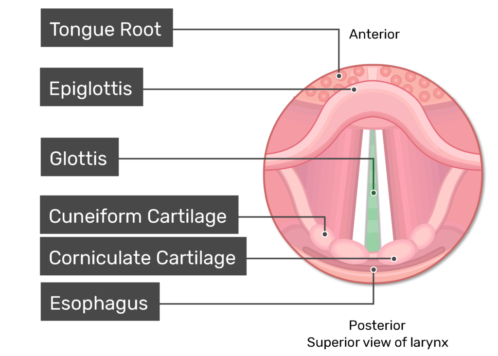 <p>Vestibular folds (false vocal folds)</p>