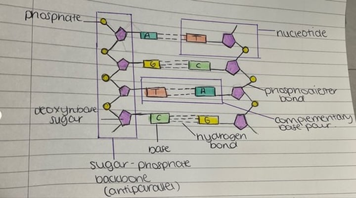 <p>two chains of nucleotides lined up side by side, anti parallel, linked by H+ bonds</p>