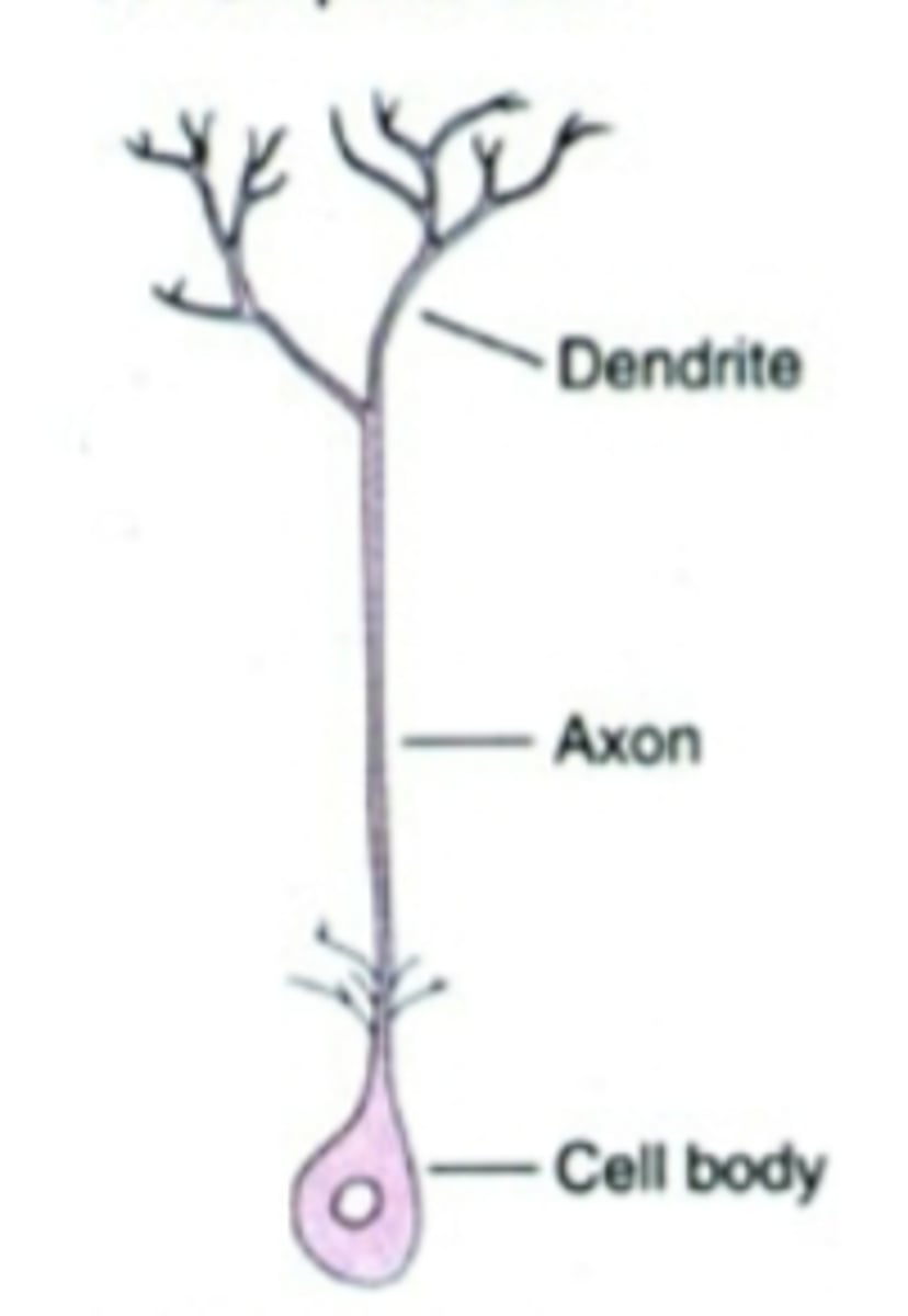<p>unipolar cell... invertebrate neuron.... secretory cells</p>