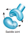 <p>Saddle joint</p>