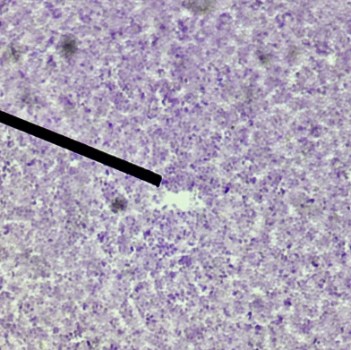 <p>Identify the representative organism.</p>