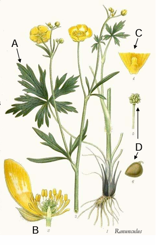 term image