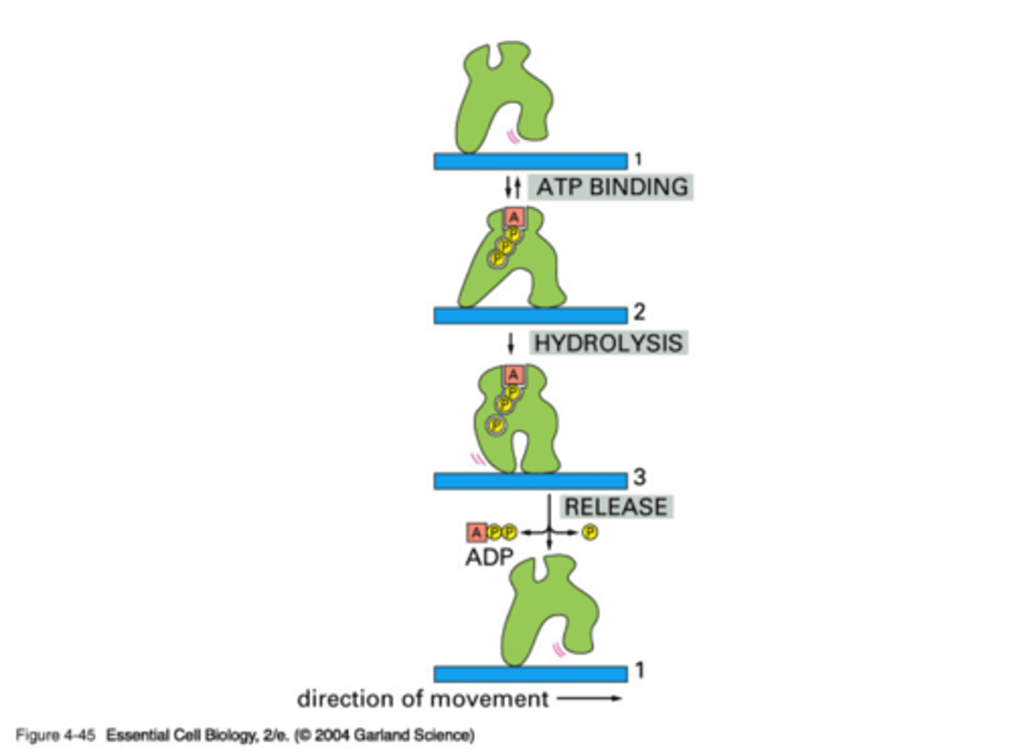 <p>An orderly transition among three conformations is driven by the hydrolysis of a bound ATP molecule. By repeated cycles of the conformation changes, the protein moves continuously to the right along the thread (in only one direction)</p>
