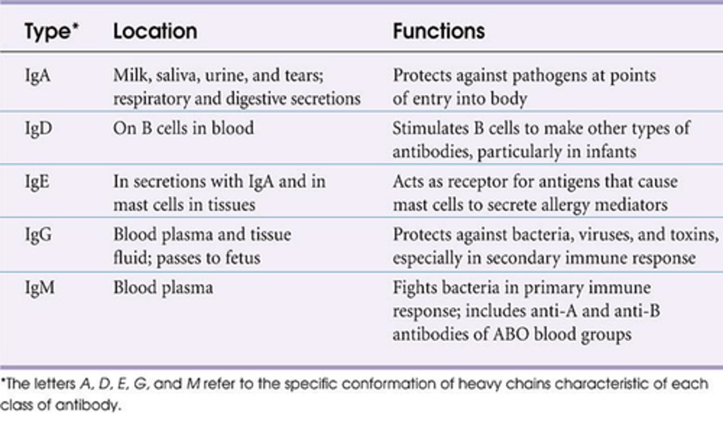 <p>produced by plasma cells and memory cells against subsequent infections</p>