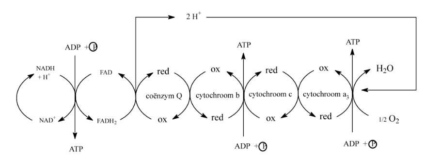 <ul><li><p>Cöenzym Q - Vormt 2H+ om de cyclus terug te starten</p></li><li><p>Cytochroom a³ : 1ATP tijdens de reductase</p></li><li><p>Cytochroom c : 1ATP tijdens de oxidase</p></li><li><p>Cytochroom b : 1ATP tijdens de reductase</p></li></ul>