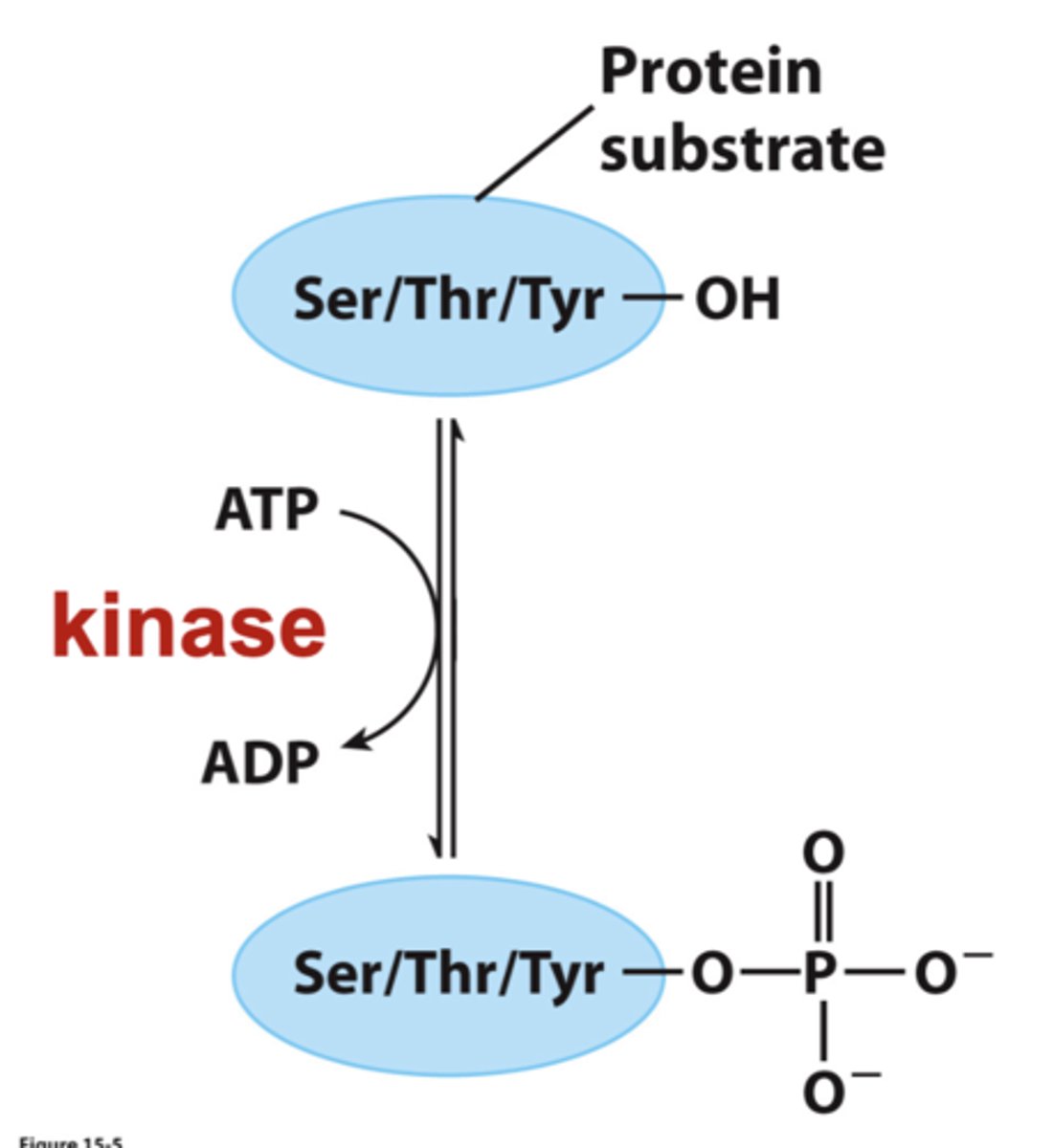<p>modify substrates by phosphoryl group transfer <br>-typically proteins are phosphorylated on the hydroxyl groups of Ser, Thr, or Tyr</p>