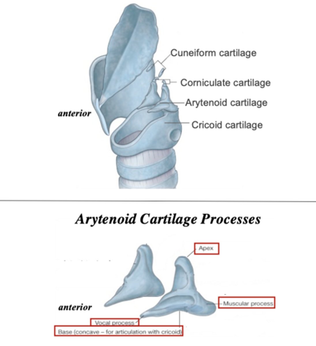 <p>cricoid cartilage</p>