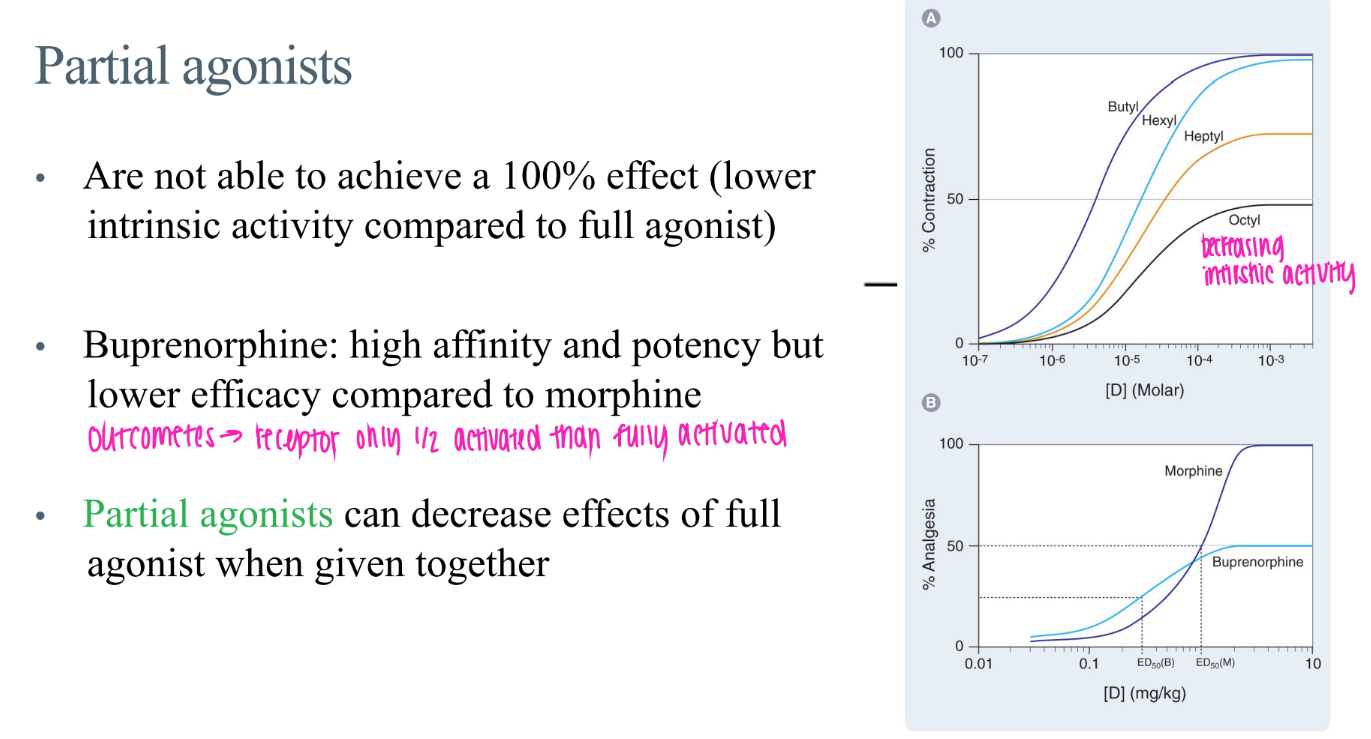 <p>bind BUT doesn’t activate receptor 100% / less intrinsic activity </p>