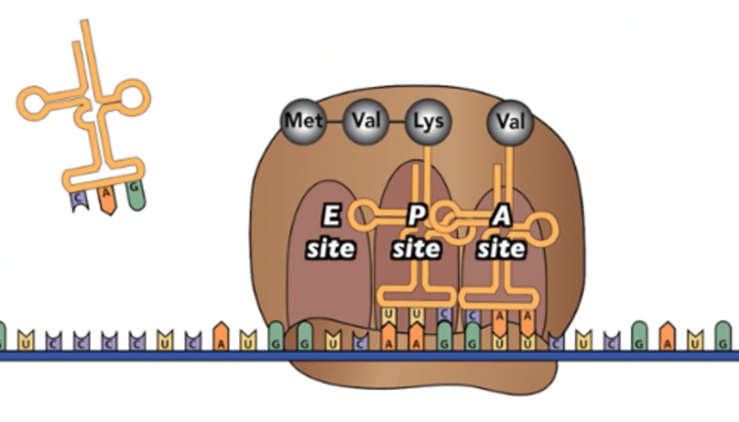<p>What will be the 6th amino acid in the polypeptide encoded by this mRNA molecule?</p><p>glycine</p><p>aspartic acid</p><p>Methionine</p><p>GAU</p><p>CTA</p>