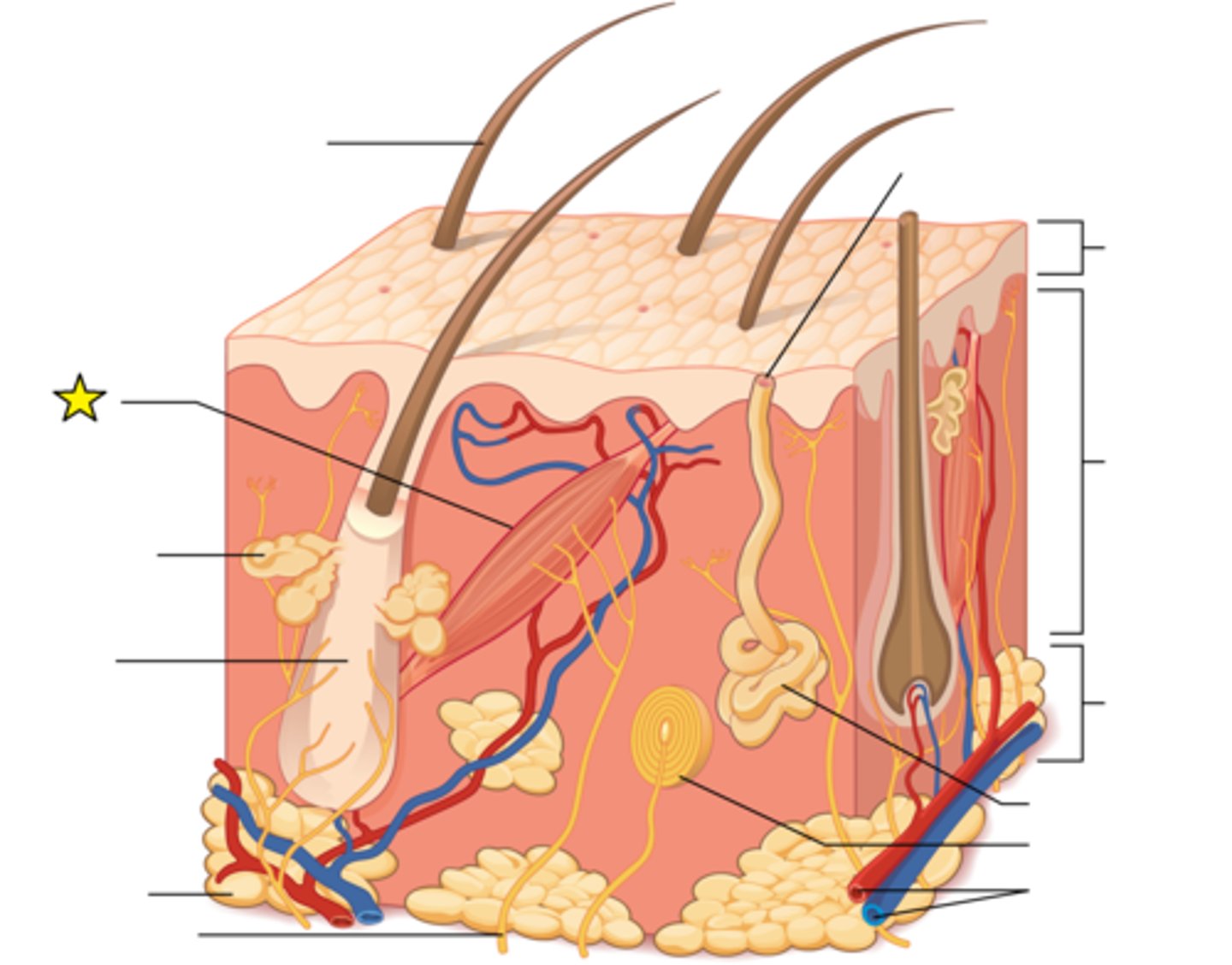 <p>Attaches to the base of a hair follicle at one end and to dermal tissue on the other end. In order to generate heat when the body is cold, they all contract all at once, causing the hair to "stand up straight" on the skin.</p>