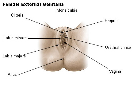 <p>sex organ</p>