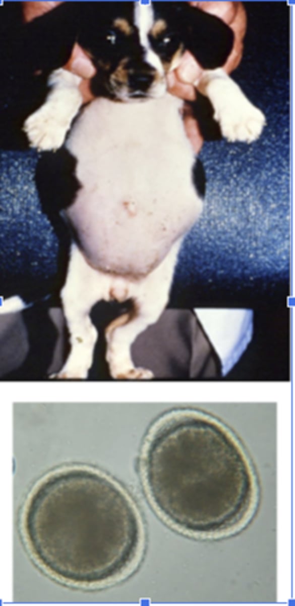 <p>What causes the pot bellied appearance of a dog infected with toxocara canis?</p>