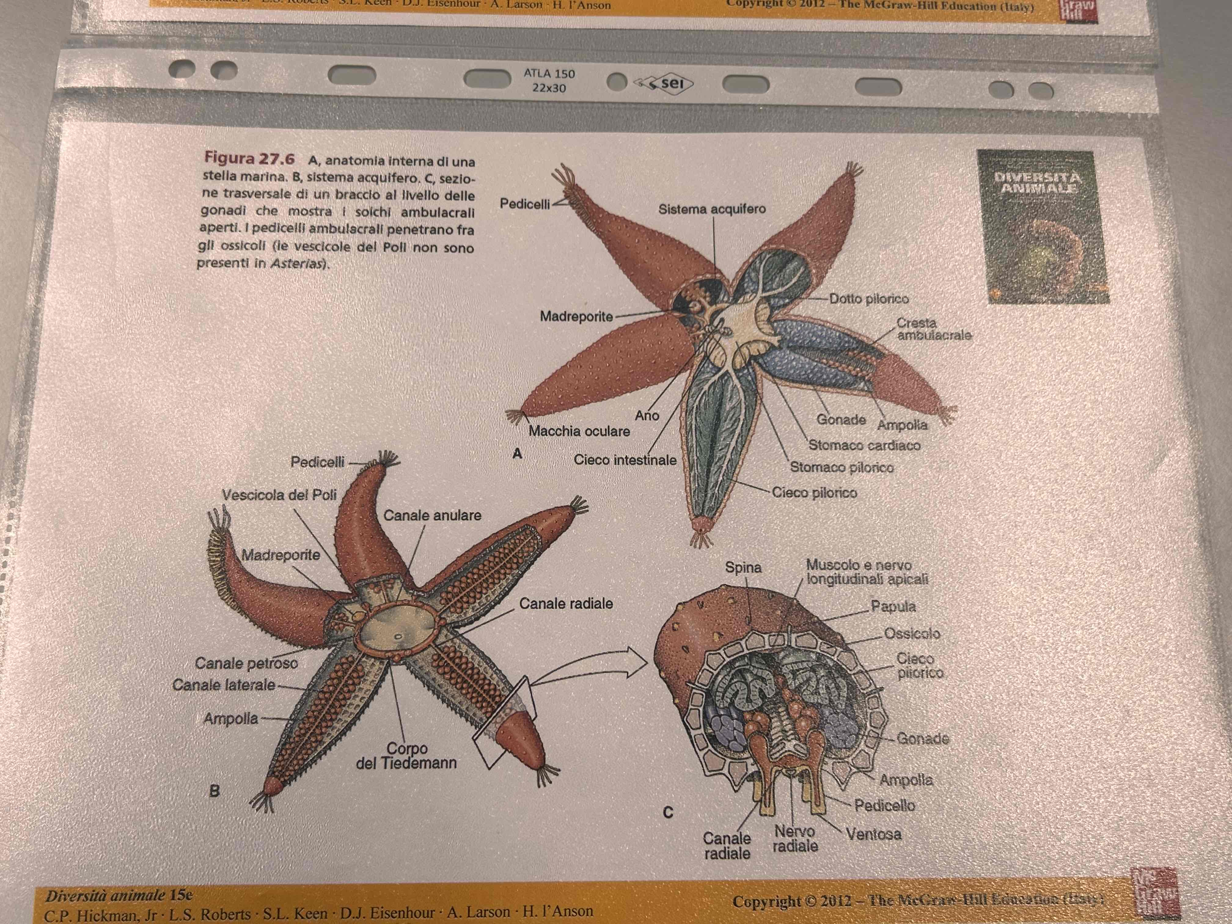 <p>Stella marina</p>