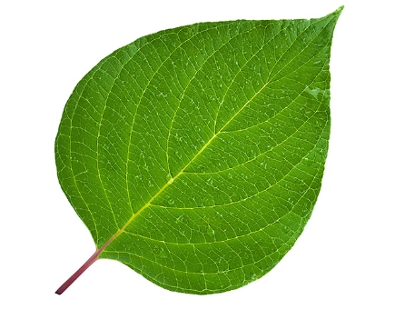 <p><span>|liːf|</span></p><p><span>Листок</span></p>