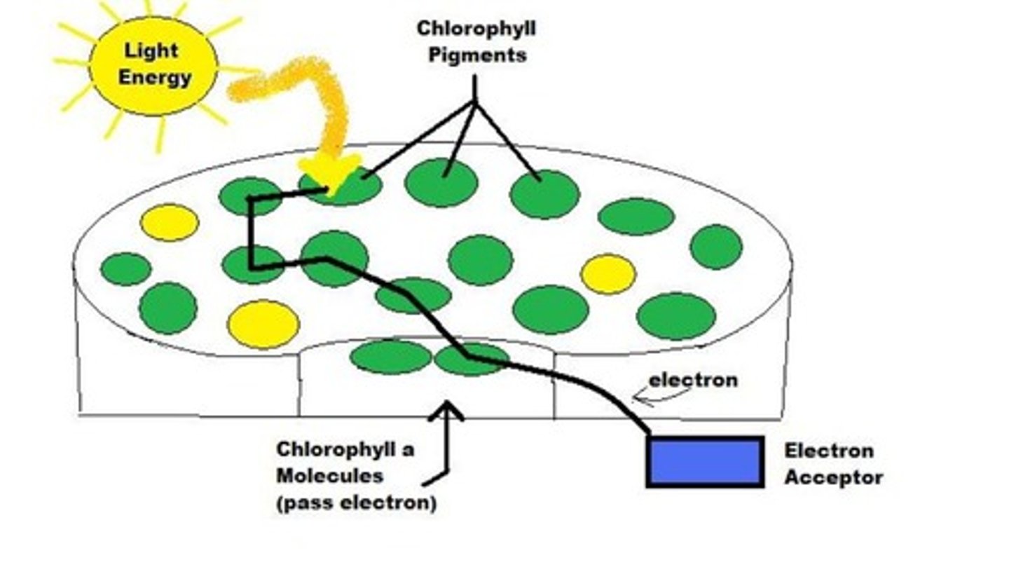 <p>green pigment in a chloroplast that absorbs light energy during the light reactions of photosynthesis</p>