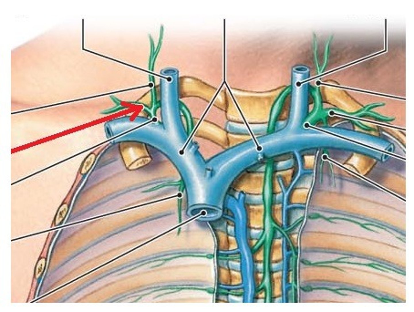 <p>drains right shoulder and arm</p>