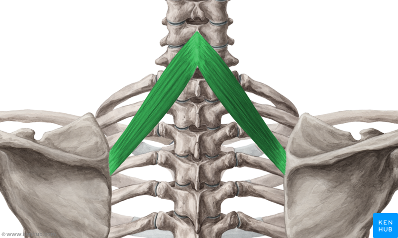 <p>What are the origin and insertion points of the rhomboid minor? What is their action?</p>