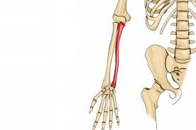 <p>One of the two long bones in the forearm, located on the medial side (pinky finger side). It forms a major part of the elbow joint with the humerus.</p>