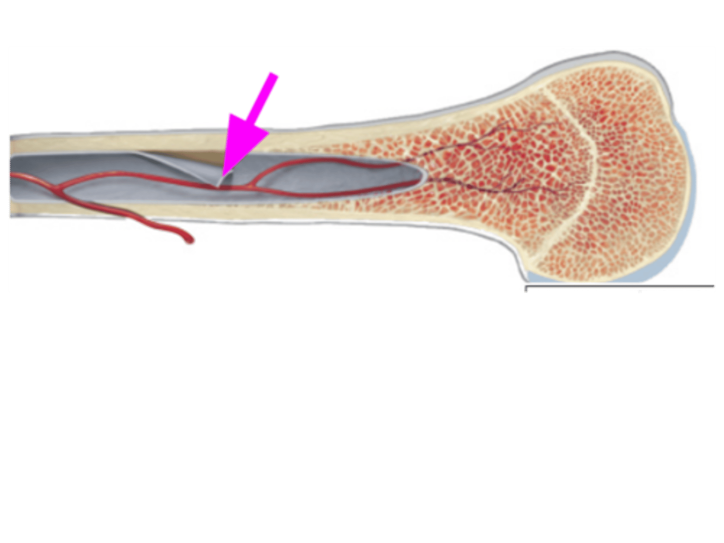 <p>DEFINITION</p><p>Membrane found lining the medullary cavity, contains bone forming cells.</p>
