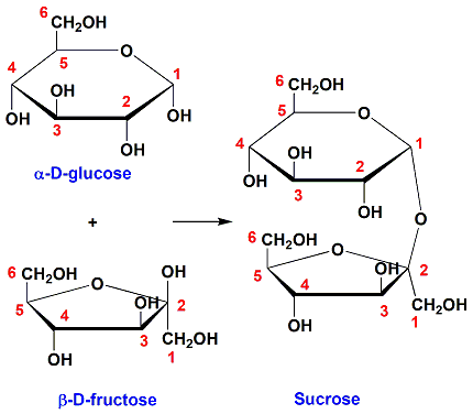 <p>a 1-2 glycosidic linkage (between carbon 1 of the glucose and carbon 2 of the fructose)</p>
