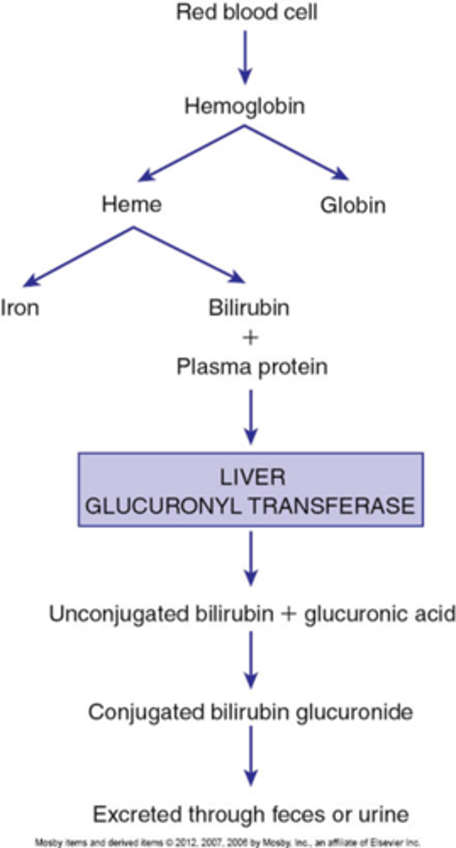 <p>Porphyrin ring is broken down into heme. Heme is converted to biliverdin and then unconjugated bilirubin</p>