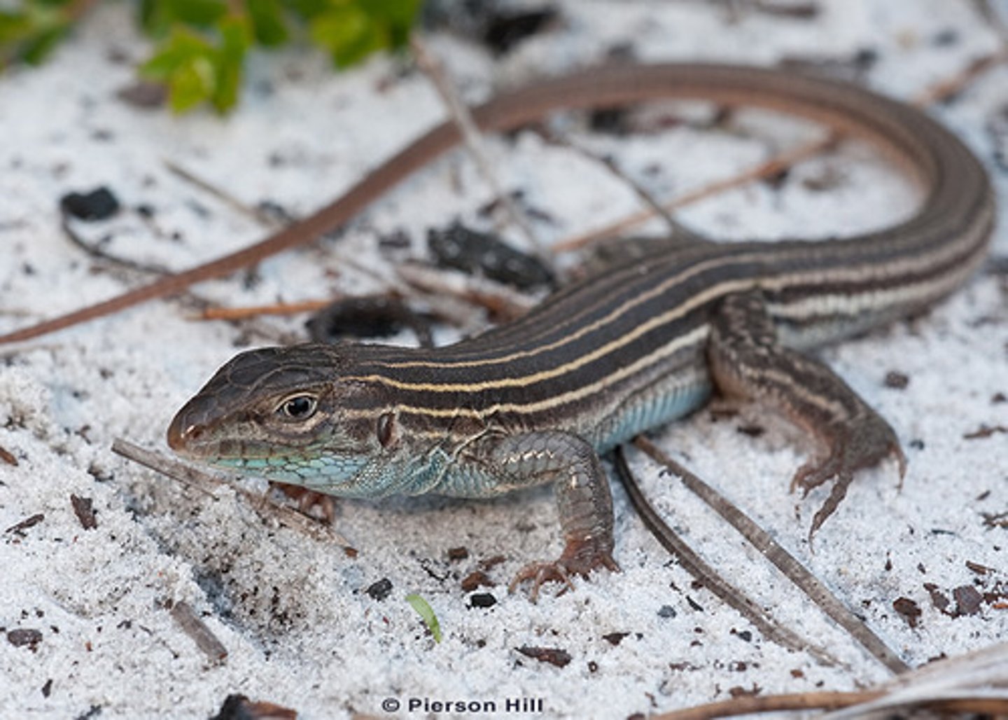<p>whiptails</p>