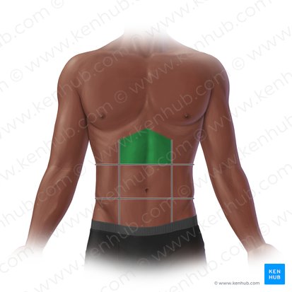 <p>Between the right and left hypochondriac regions, primarily containing the stomach, liver, and pancreas. </p>
