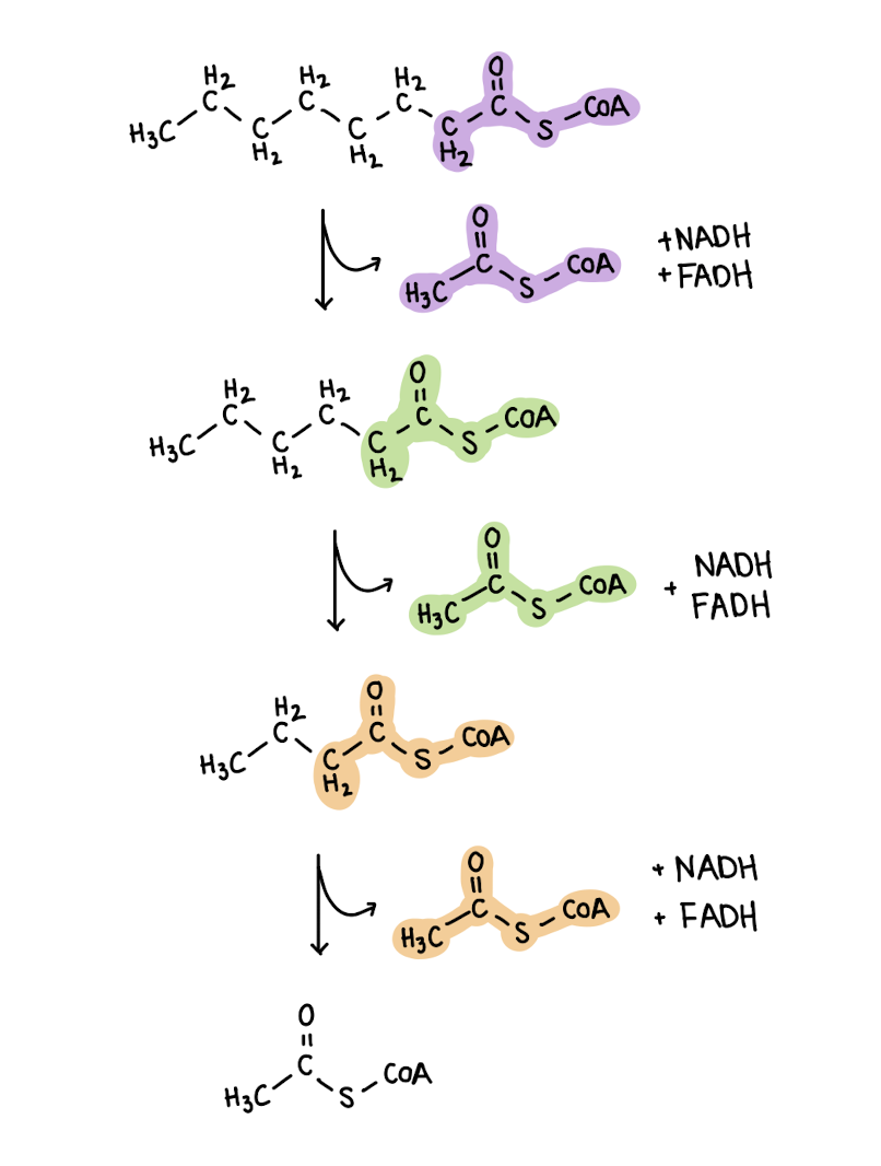 <p>goes through rounds of beta oxidation where each round loses an acyl CoA group</p><p>rounds = (#C / 2) -1</p><p>1 NADH and 1 FADH2 are lost per cycle</p><p>2 acetyl coA molecules are produced in the end</p>