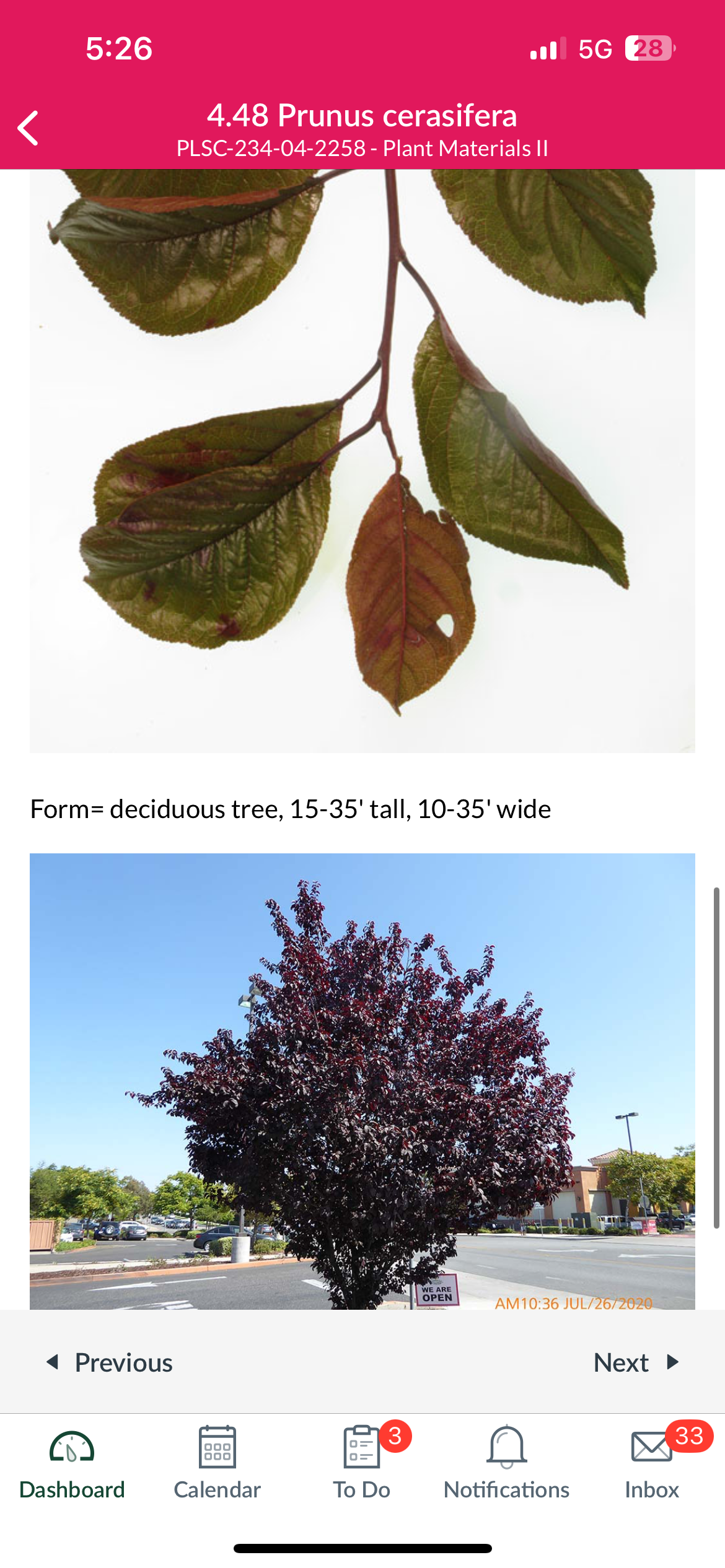 <p>Prunus cerasifera </p>