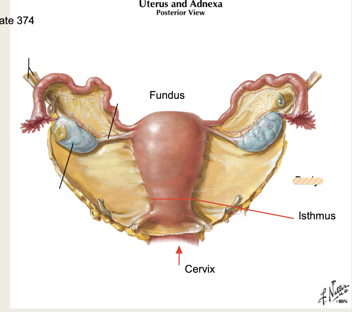 <p>main part of uterus</p>