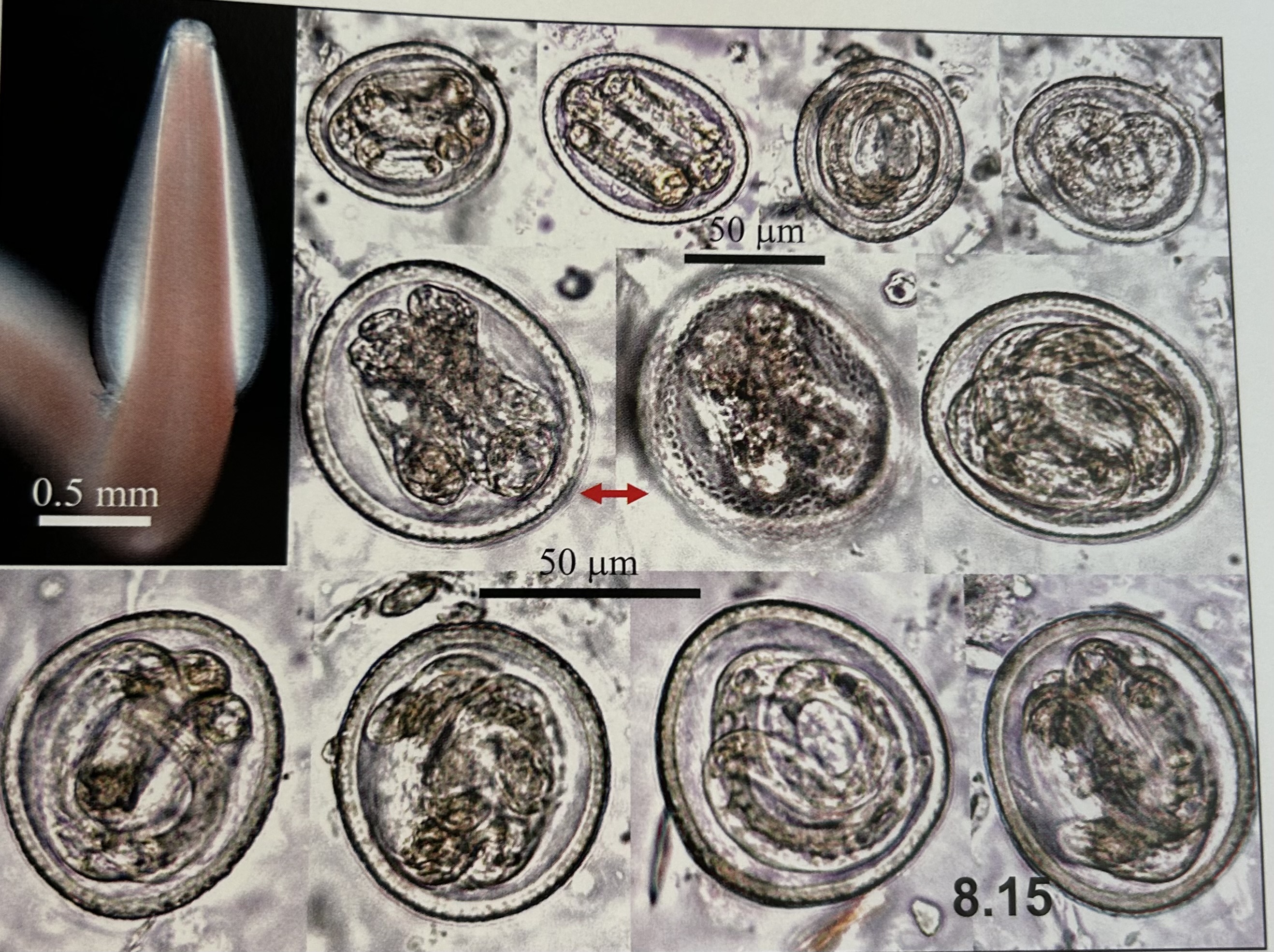 <p>characteristics of </p><p>Toxocara canis (embryonated eggs)?</p>